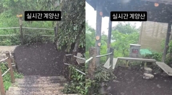 "아스팔트 깔린 줄 알았는데"…'100건 넘게 신고' 계양산 점령한 러브버그