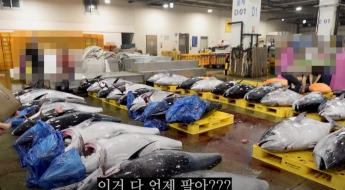'동해산 참치' 현실로…잭팟인줄 알았는데 '울상' 왜?