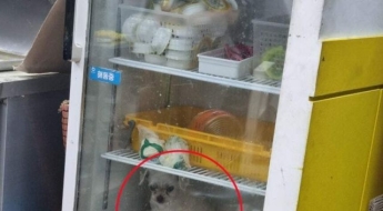 반려견 냉장고에 넣은 이유…"딸 같은 아이, 폭염에 지병 악화할까봐"