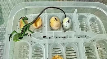 "수컷과 접촉 없이 출산"…이구아나가 낳은 새끼 8마리 화제