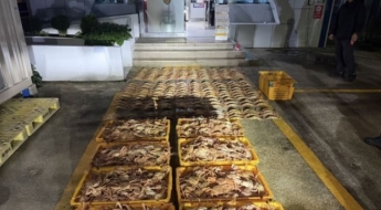 "이게 집에 다 들어간다고?"…암컷대게 2000마리 숨겼다 들통난 선장