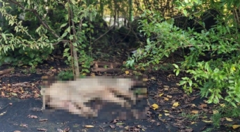 추석 연휴에 30대 여성 공격한 멧돼지…전기검침원이 헬멧으로 제압