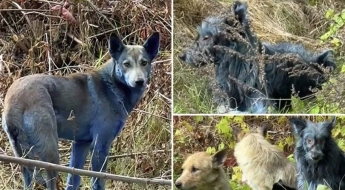 일주일 사이 '파랗게' 변해버린 들개…출입금지 구역서 무슨 일이