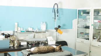 "병원 한 번 가면 100만원은 그냥 깨져요"…목돈 대비 나선 반려인들의 선택[주머니톡]