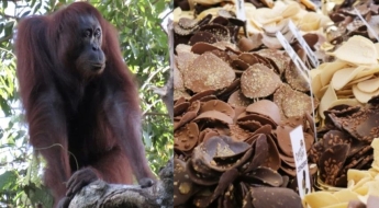 '바사삭' 과자 씹고 '후루룩' 라면 먹는 사이…오랑우탄이 죽는다[맛있는 이야기]