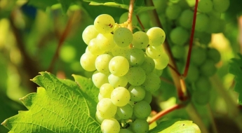 '과일계 명품'이 어쩌다…최저가 포도로 전락한 샤인머스캣