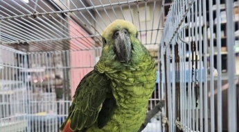'커피도둑' 앵무새, 일주일째 주인 감감무소식…향후 운명은
