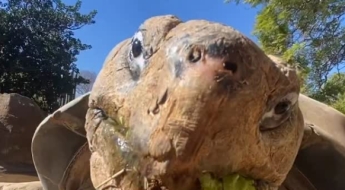 141세까지 살았지만…美 샌디에이고 '여왕' 거북, 고령성 질환에 결국