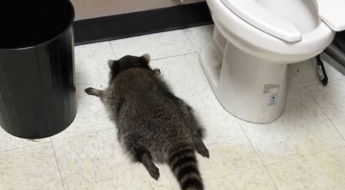 위스키 마시고 변기 옆 '벌러덩'…美주류점 난동, 만취범 정체