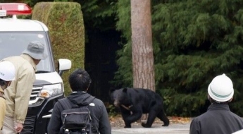 日 곰 피해주민 230명 넘어…