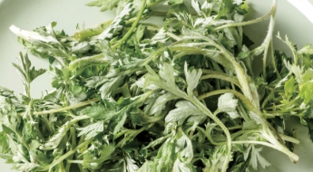 한국에선 아무데서나 '쑥쑥' 자라는 흔한 풀인데…중국·일본에선 '귀한 몸'