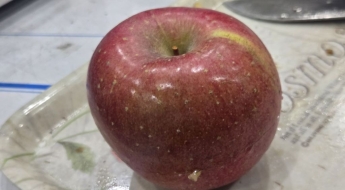 멀쩡한 사과 보더니 