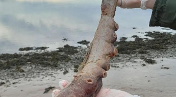 500m 아래 사는 희귀 심해 문어, 왜 해변에 나타났을까