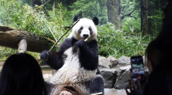 두 마리 中에 보내면 없는데…日, 50년 만에 판다 무보유국 처지