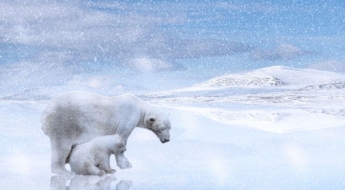 "멸종위기에 피어난 모성"…어미 잃은 새끼 곰 입양한 북극곰 화제