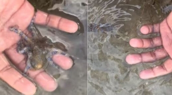 바닷가 작고 귀여운 이거 뭐지?…"절대 만지면 안돼, 죽을 수도"