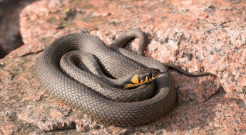 5억 보험금에 눈 멀어…아버지에 독사 푼 패륜 형제