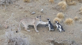 닥치는 대로 펭귄 사냥, '퓨마'가 달라진 까닭