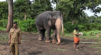 밤마다 민가 덮쳐 일가족 사망…인도, '살인 코끼리' 몸살