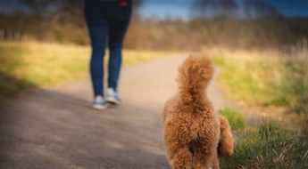 반려견 배설물 안 치우면 '벌금 37만원'…DNA 추적까지 도입한 '이곳'