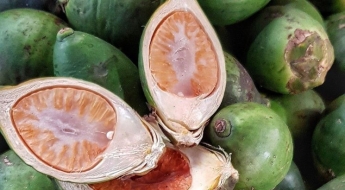 중국인 남성이 준 낯선 열매 먹었더니…젊은이들 사이 확산에 日 발칵 