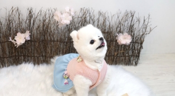 "조상님은 어차피 못 드시잖아" 차례상 보다 비싸다…없어서 못 판다는 강아지 한복