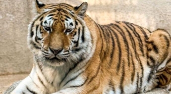 애교 많던 서울대공원 호랑이 '미호' 폐사…