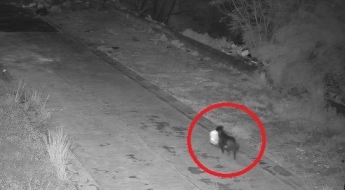 "기발하지만 교활해"…수천만원 벌금 피하려고 반려견에 '황당 훈련'