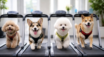 "이젠 개도 PT 받는다"…한달 42만원, 상하이에 펫전용 헬스장 등장