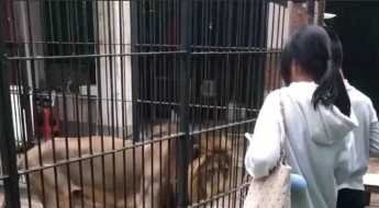 암사자 앞발 내밀어 바지 낚아채자 '아수라장'…먹이 주려던 10세 소녀 '아찔'