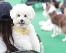 "개모차 타고 공원 산책갈래?"…금쪽같은 '댕냥이' 위해 조용히 이사가는 부자들[부동산AtoZ]