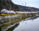 "꽃비 내리는 성곽길 걸어봤니?"…경기 광주서 즐기는 4색 벚꽃 여행
