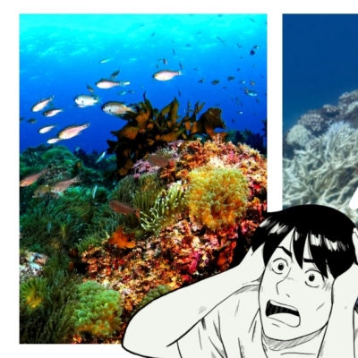 화려한 제주 산호초, 더이상 볼 수 없게 된다고?