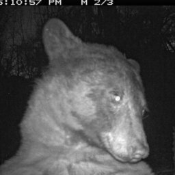 셀카 400장 찍은 흑곰…美공원 카메라에 포착