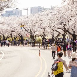 서울 대표 봄꽃 축제…3월29일~4월2일 여의도 봄꽃 축제