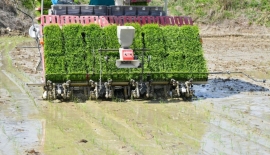 올해부터 '수급조절용 벼' 1㏊당 500만원 전략작물직불금 지급