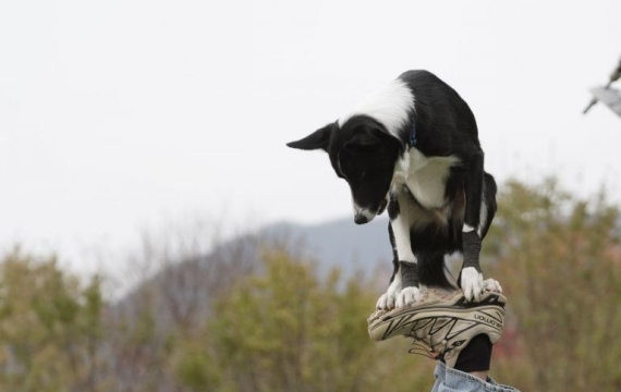 '생활양식' 된 반려동물…이웃 '3명 중 1명' 반려동물 키워