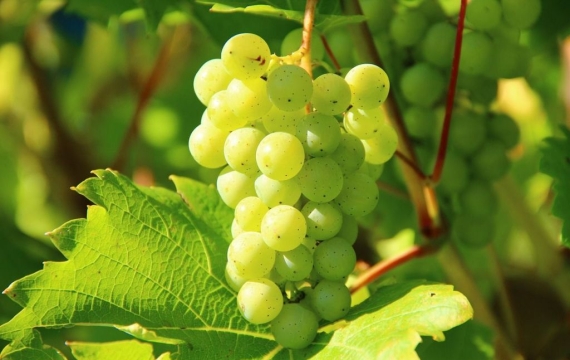 '과일계 명품'이 어쩌다…최저가 포도로 전락한 샤인머스캣