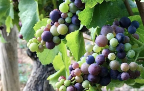 "첫 모금보다 황홀한 막잔"… 포마르의 느린 피노 누아