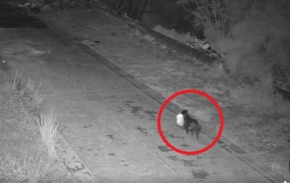 "치치, 쓰레기 버리고 와"…반려견에게 무단 투기 훈련