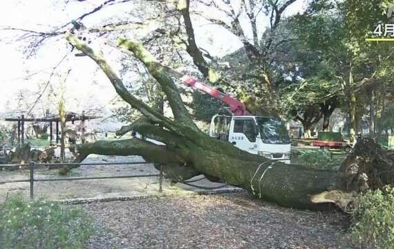 "도쿄에서 나무 조심하세요"…사람 덮쳐 '긴급 점검' [뭔日있슈]