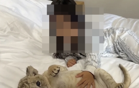 "아기사자가 직접 깨워드려요" 中 리조트 이색 모닝콜 서비스