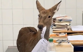 "먹방해도 되겠어"…교실 들어온 사슴, 시험지 '질겅질겅'