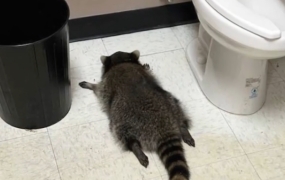 '주류점 난동' 만취 라쿤, 2억원 모은 사연