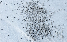 남극 최대 황제펭귄 번식지서 새끼 70% 사라졌다