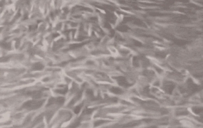 '대지진 전조 아니냐' 수면 뒤덮은 물고기 떼에…오사카 '술렁'