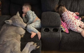 혹한 속 태어난 송아지에게 어미 소 돼준 美 아이들…"사랑스럽다"