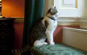 英 총리 관저 '실세' 고양이 래리, 공식 임명 15주년 맞아