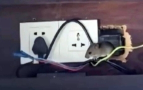 "1박 210만원인 객실서 쥐가"…난리난 中 리조트