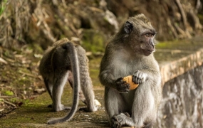 흙 퍼먹는 원숭이들…관광객이 준 '정크푸드'가 원인이었다